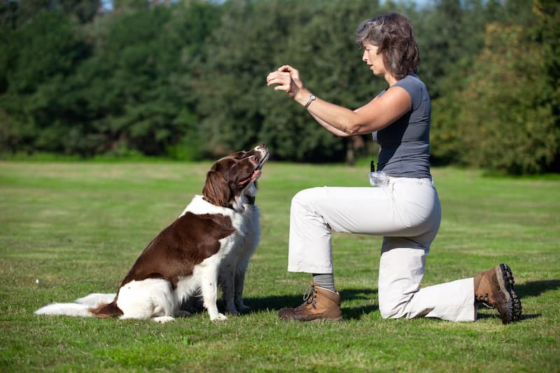 Dog Training Certification | Animal Behaviour College