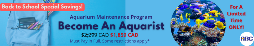 Aquarium Maintenance Certification Animal Behaviour College